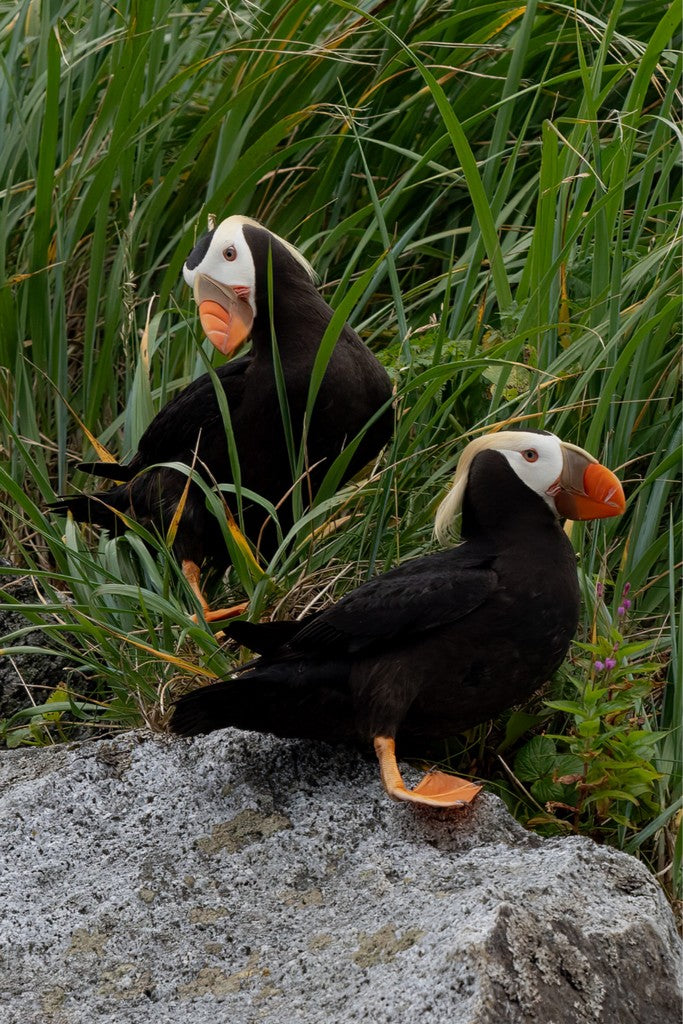 Two Tufted Puffins - Wall Art