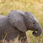 Baby Elephant - Photographic Print