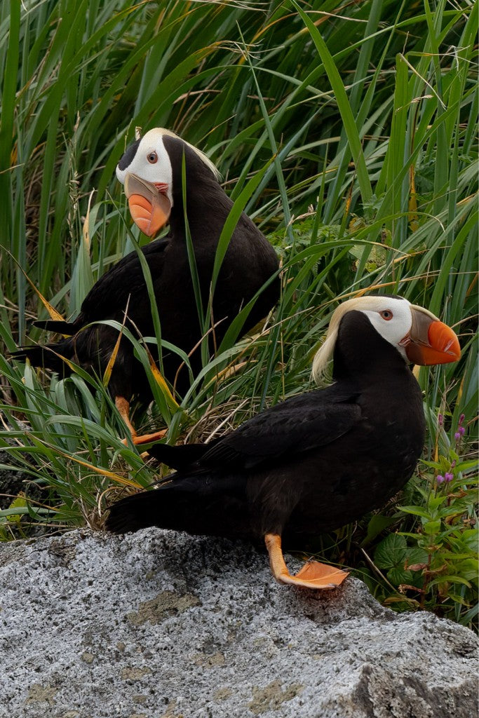 Two Tufted Puffins - Wall Art