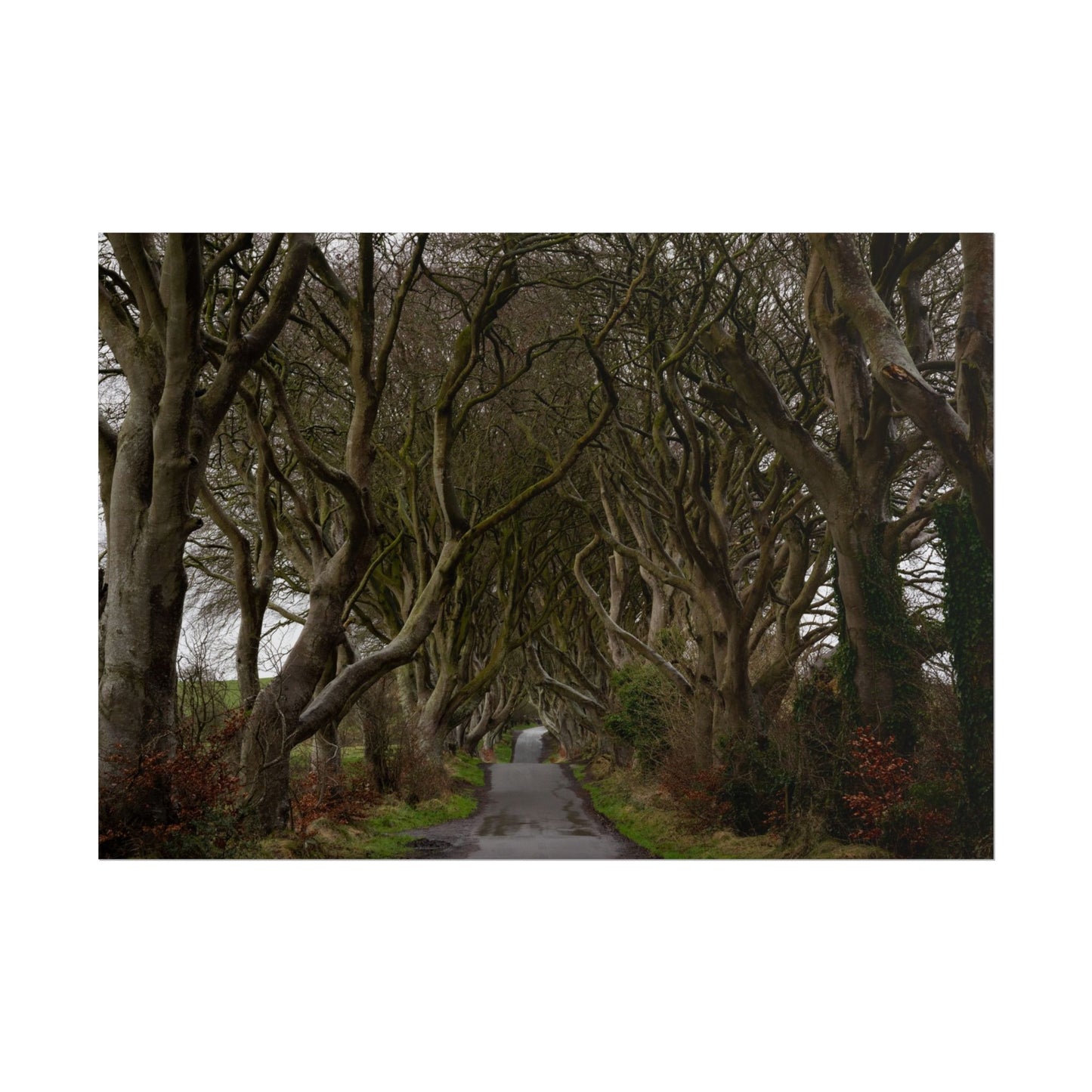 Dark Hedges Poster - Northern Ireland, UK - Wall Art