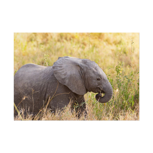 Baby Elephant Poster - Serengeti National Park - Travel Art