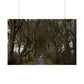 Dark Hedges Poster - Northern Ireland, UK - Wall Art