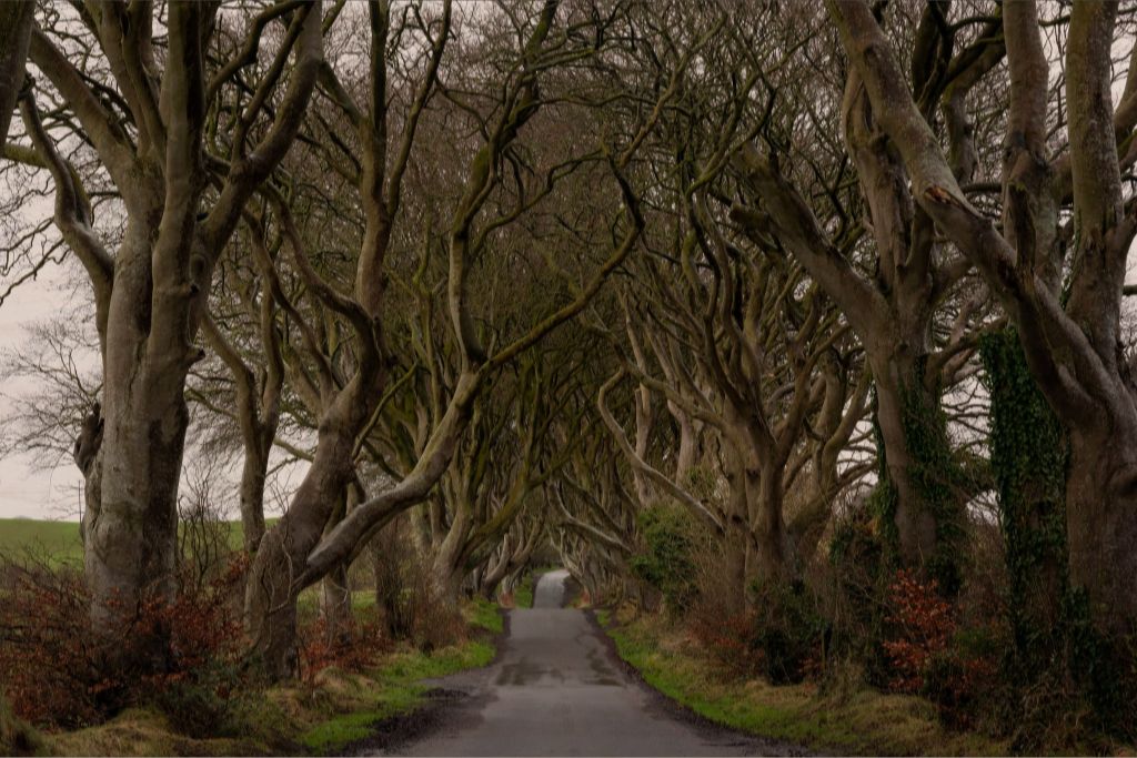 The Dark Hedges, Northern Ireland - Photo Printed on Wood