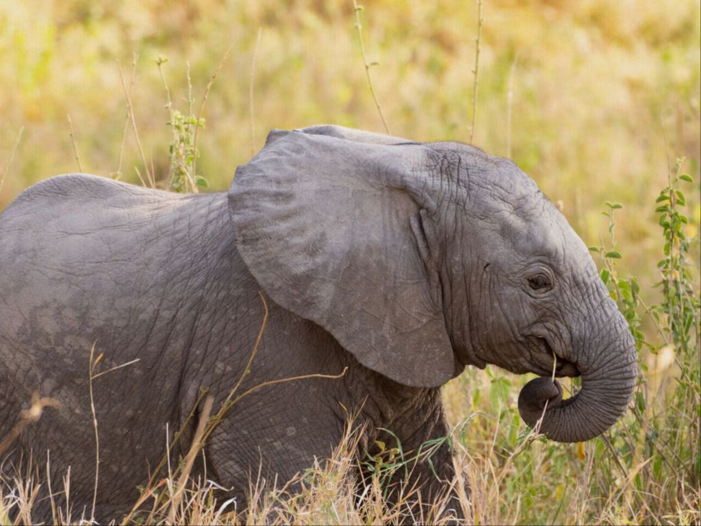 Baby Elephant - Photo Printed on Canvas