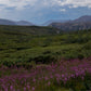 Flowers in Denali - Canvas Wall Art