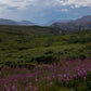 Flowers in Denali - Canvas Wall Art