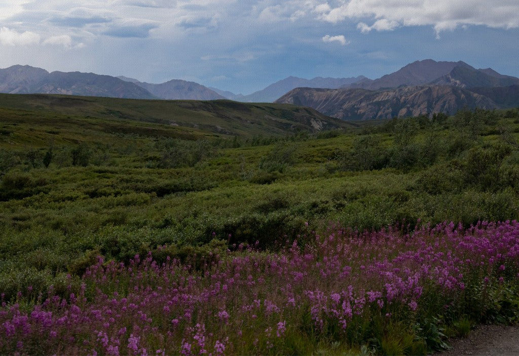 Flowers in Denali - Canvas Wall Art