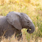 Baby Elephant - Photographic Print