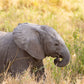 Baby Elephant - Photographic Print