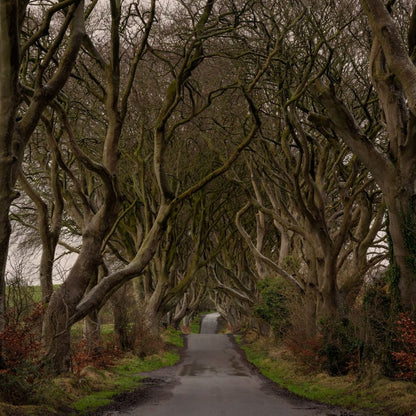 The Dark Hedges, Northern Ireland - Photo Printed on Wood