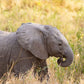 Baby Elephant - Photographic Print