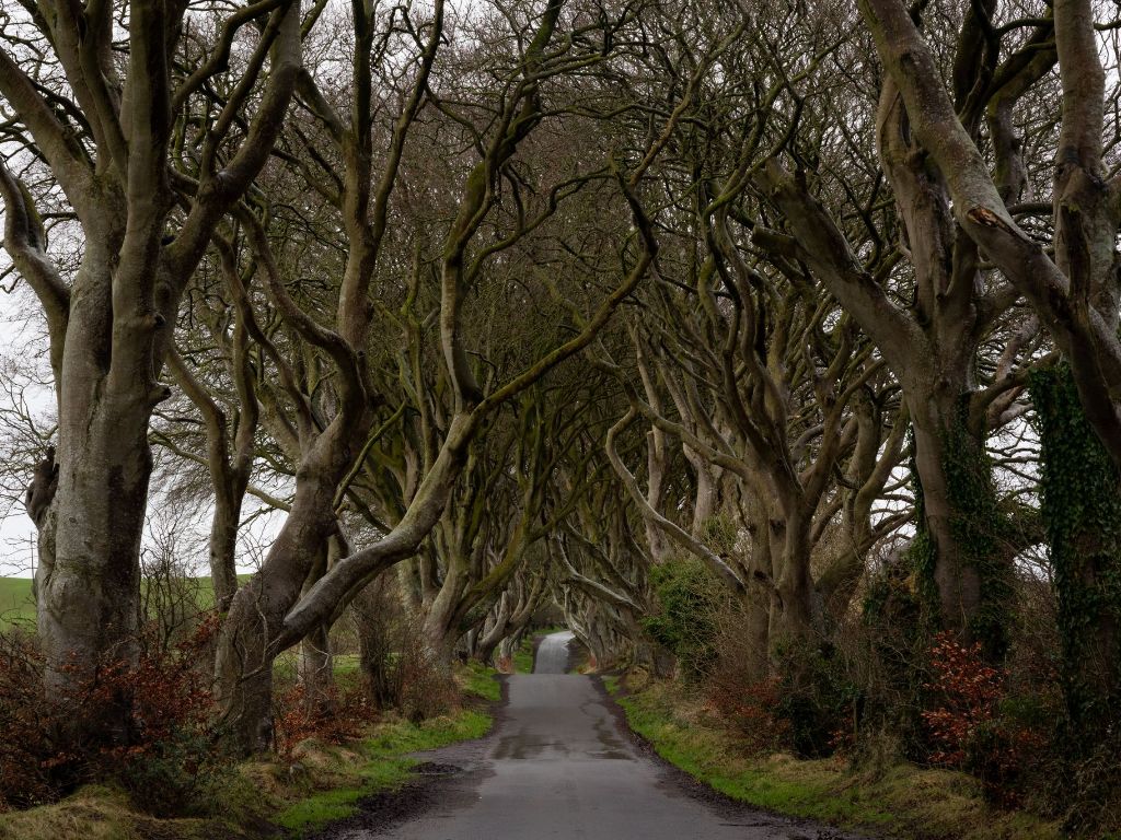 Dark Hedges, Northern Ireland - Photographic Print