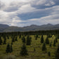 Alaska - Canvas Wall Art - Boreal Forest Tundra, Denali National Park