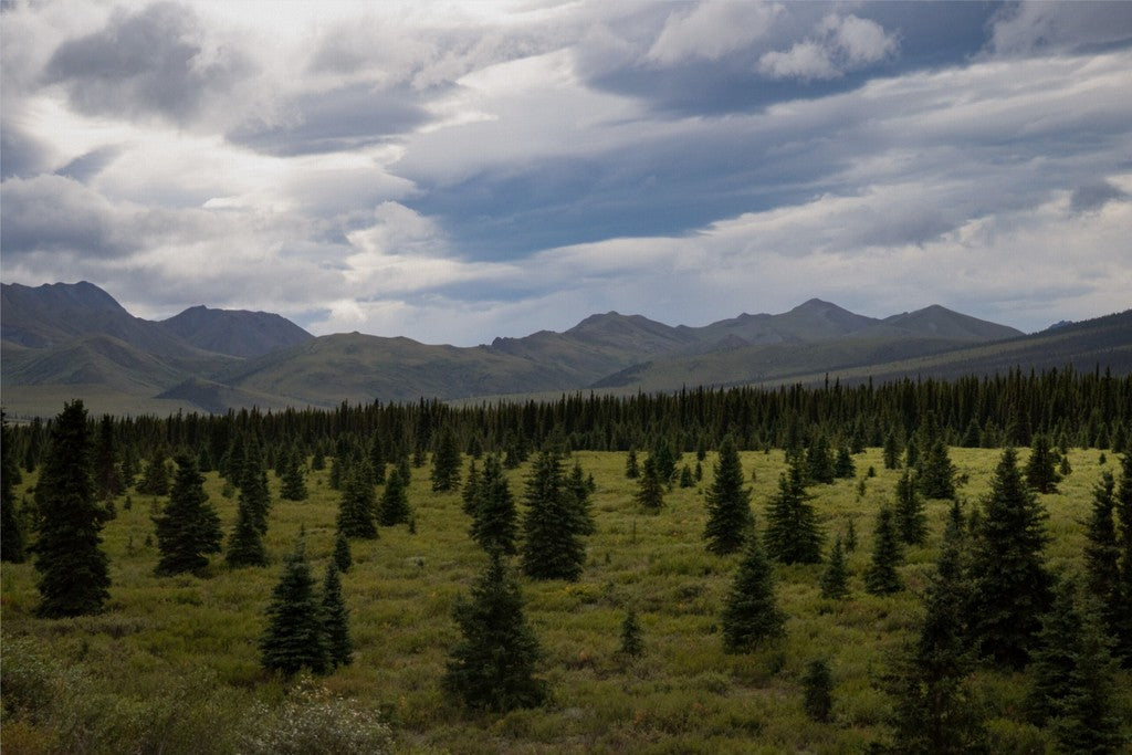 Alaska - Canvas Wall Art - Boreal Forest Tundra, Denali National Park