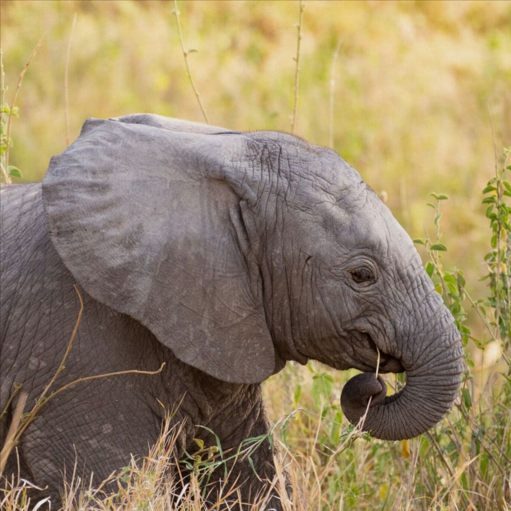 Baby Elephant - Photo Printed on Canvas