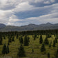 Alaska - Canvas Wall Art - Boreal Forest Tundra, Denali National Park