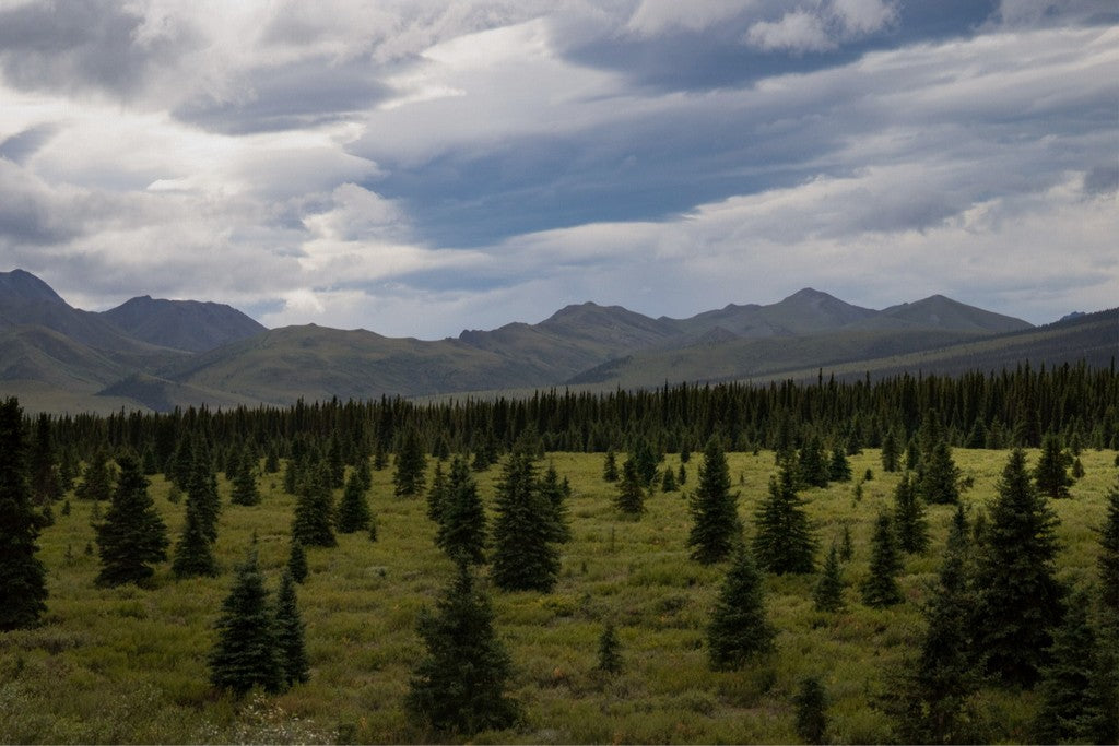 Alaska - Canvas Wall Art - Boreal Forest Tundra, Denali National Park