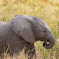 Baby Elephant - Photographic Print