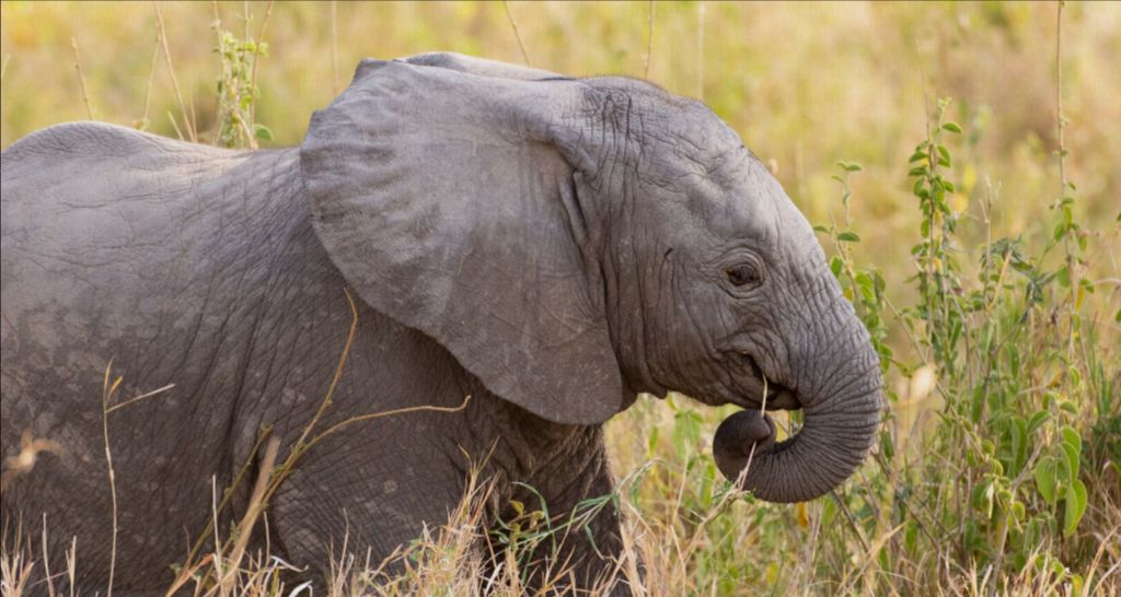 Baby Elephant - Photo Printed on Canvas