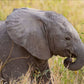 Baby Elephant - Photographic Print