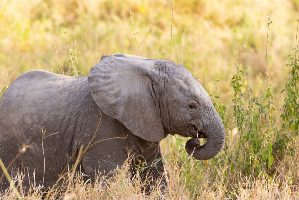 Baby Elephant - Photographic Print