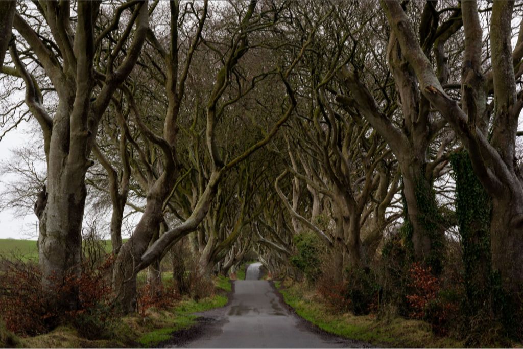 Dark Hedges, Northern Ireland - Photographic Print