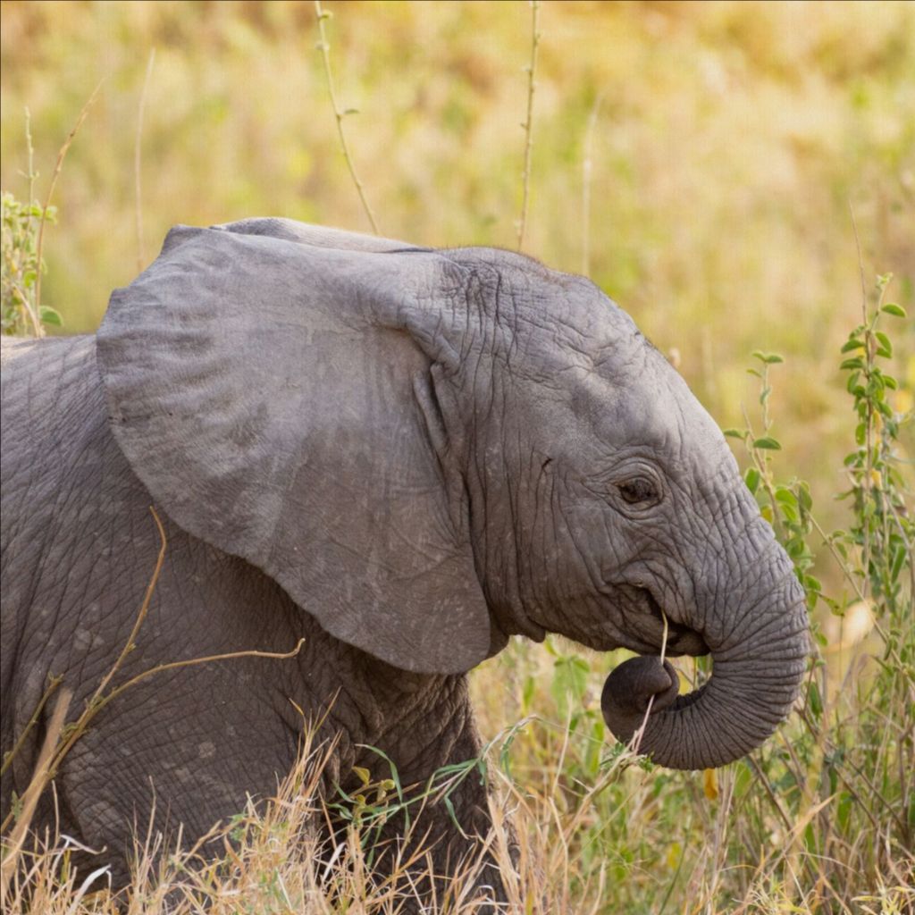 Baby Elephant - Photo Printed on Canvas