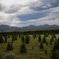 Alaska - Canvas Wall Art - Boreal Forest Tundra, Denali National Park