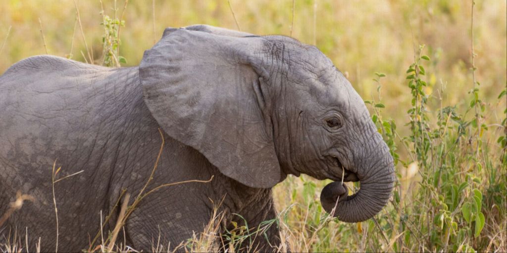 Baby Elephant - Photo Printed on Canvas