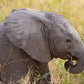 Baby Elephant - Photographic Print