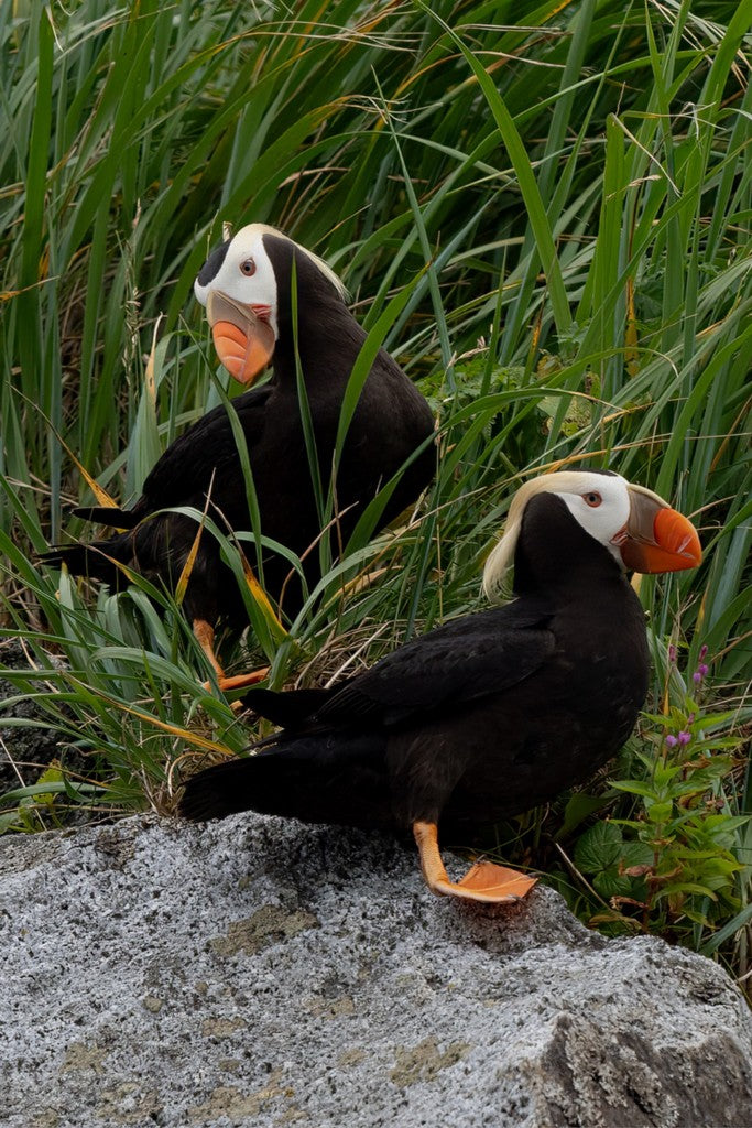 Two Tufted Puffins - Wall Art