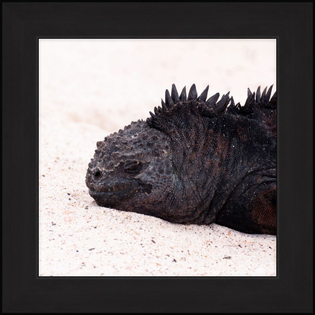 Galapagos Islands Marine Iguana - Wall Art - Framed Print