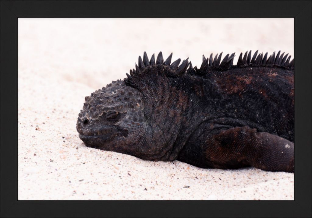 Galapagos Islands Marine Iguana - Wall Art - Framed Print