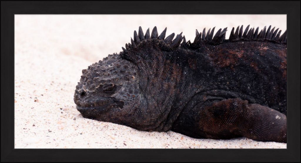 Galapagos Islands Marine Iguana - Wall Art - Framed Print