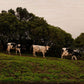 3 Cows Fine Art Photograph Printed on Wood