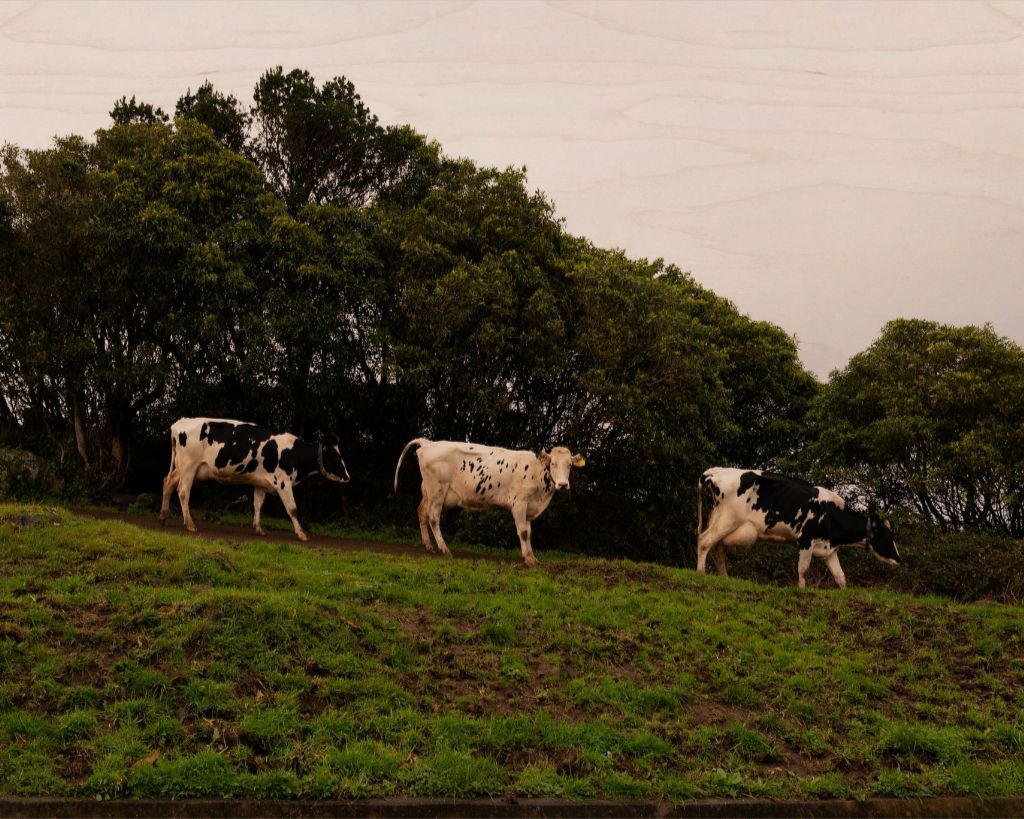 3 Cows Fine Art Photograph Printed on Wood