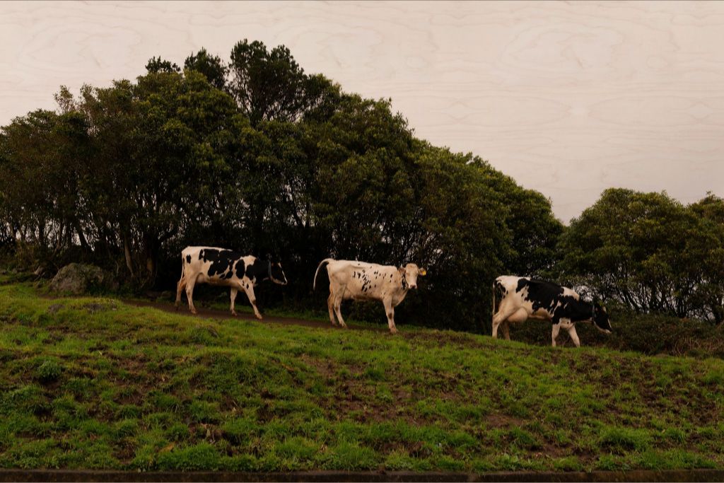 3 Cows Fine Art Photograph Printed on Wood