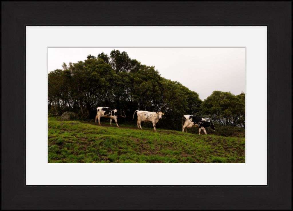 Fine Art Photography 3 Cows Framed Photograph by Leah Ramuglia