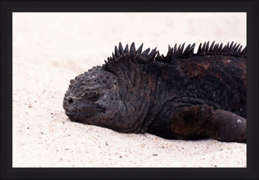 Galapagos Islands Marine Iguana - Wall Art - Framed Print