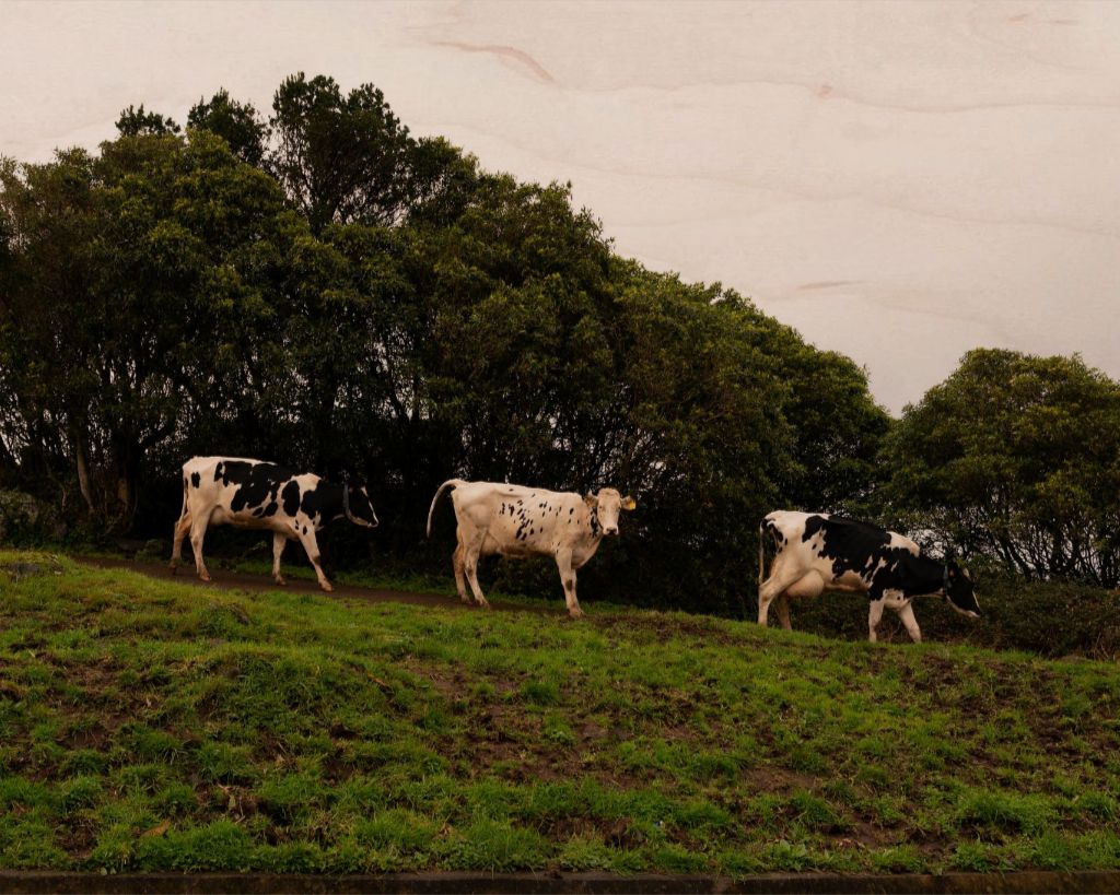 3 Cows Fine Art Photograph Printed on Wood