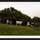 Fine Art Photography 3 Cows Framed Photograph by Leah Ramuglia