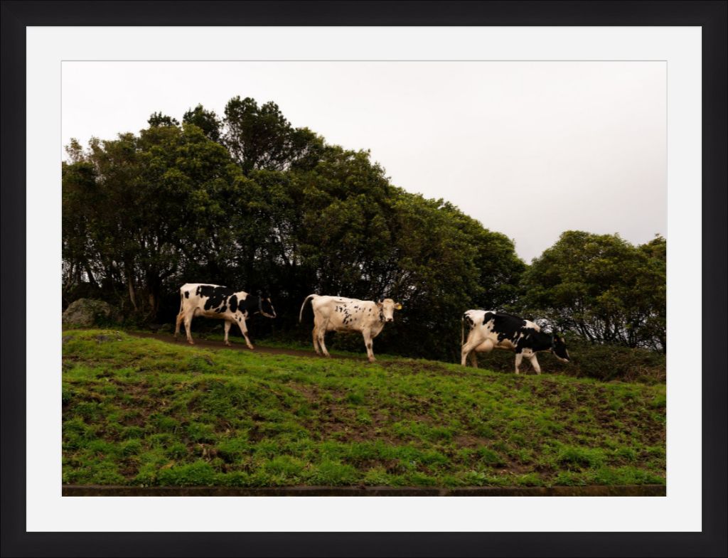 Fine Art Photography 3 Cows Framed Photograph by Leah Ramuglia