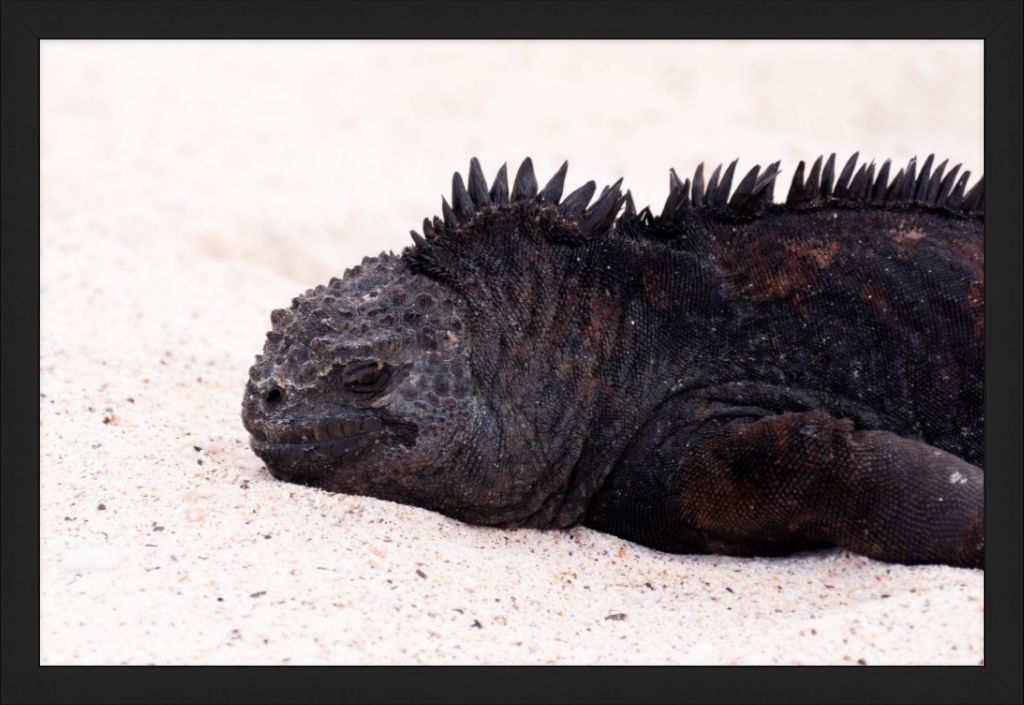 Galapagos Islands Marine Iguana - Wall Art - Framed Print