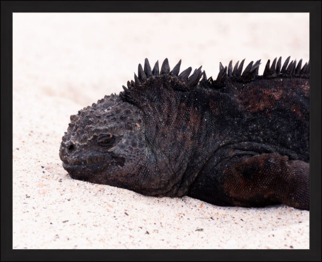 Galapagos Islands Marine Iguana - Wall Art - Framed Print