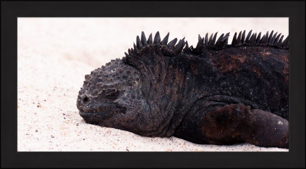 Galapagos Islands Marine Iguana - Wall Art - Framed Print