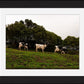 Fine Art Photography 3 Cows Framed Photograph by Leah Ramuglia