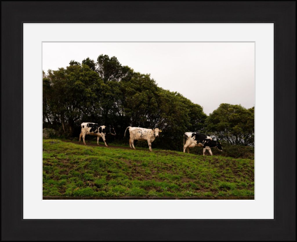 Fine Art Photography 3 Cows Framed Photograph by Leah Ramuglia