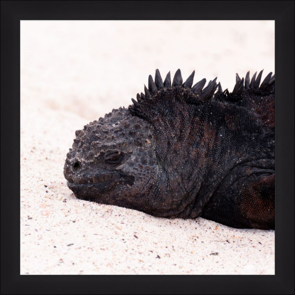 Galapagos Islands Marine Iguana - Wall Art - Framed Print