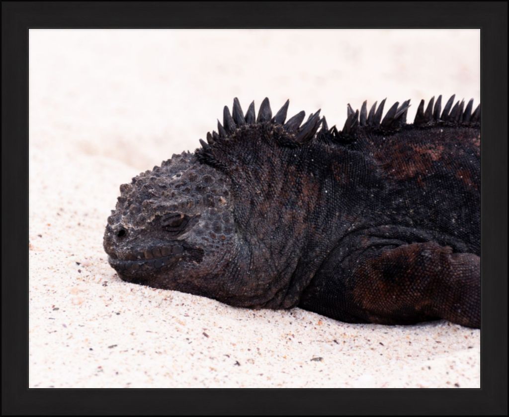 Galapagos Islands Marine Iguana - Wall Art - Framed Print