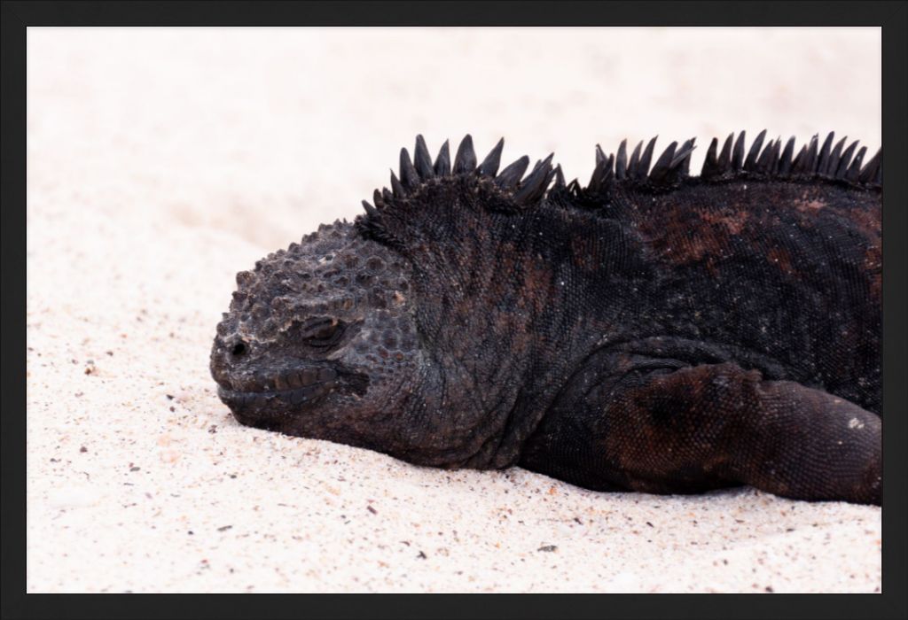 Galapagos Islands Marine Iguana - Wall Art - Framed Print